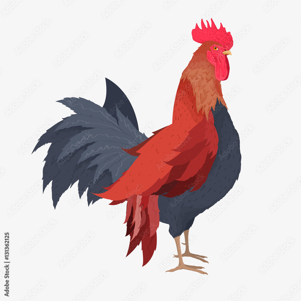 Naklejka Beautiful rooster isolated on white background. Vector illustration. The symbol of the year 2017.