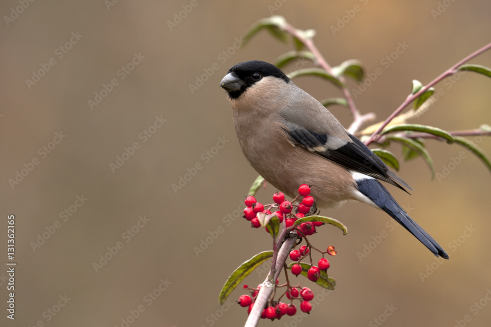 Female of Eurasian bullfinch. Pyrrhula pyrrhula Female of Eurasian bullfinch. Pyrrhula pyrrhula