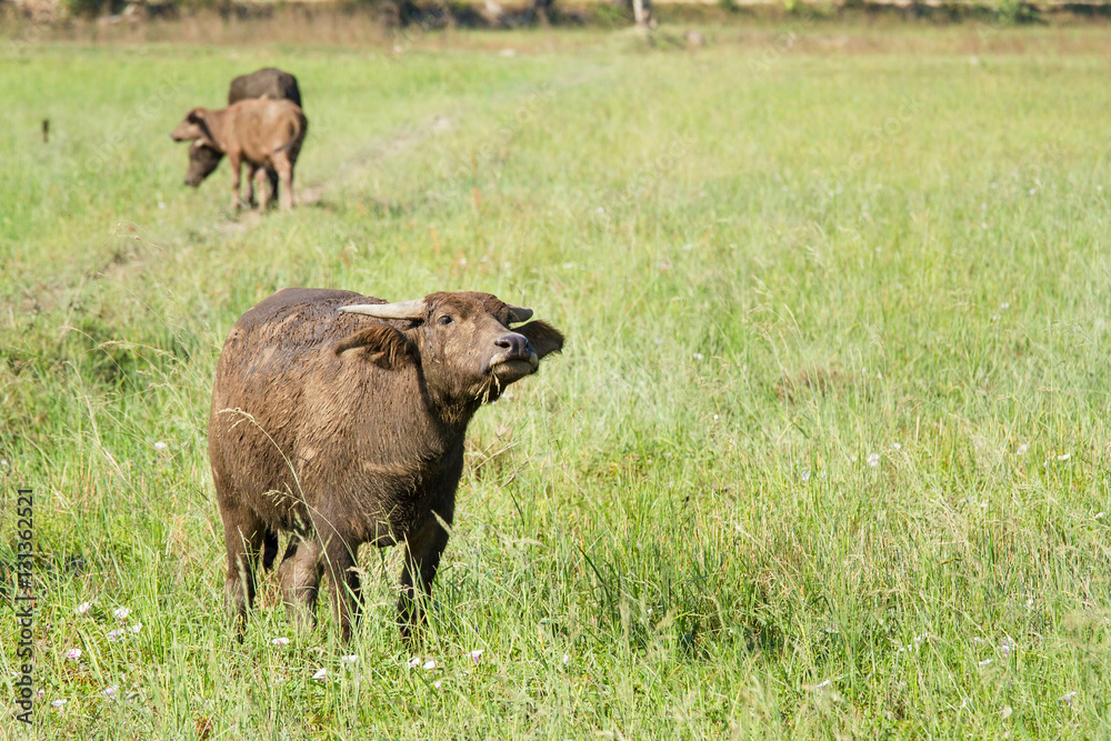 Water buffalo eating grass on meadow nature background.