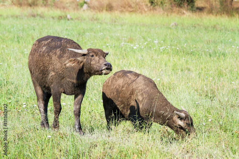 Water buffalo eating grass on meadow nature background. Water buffalo eating grass on meadow nature background.