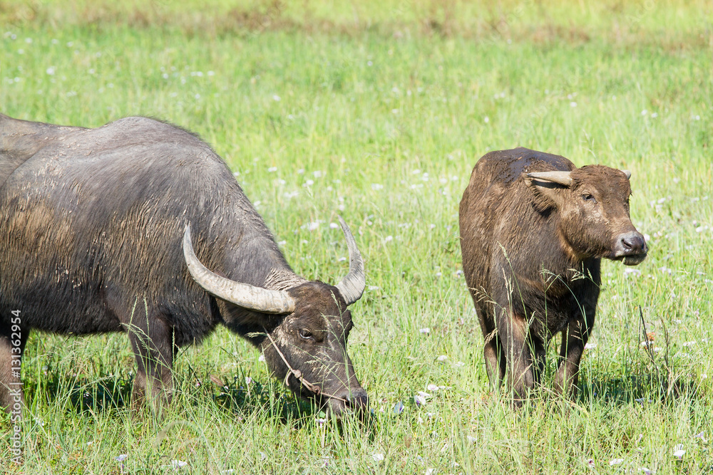 Water buffalo eating grass on meadow nature background.