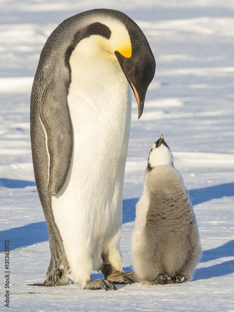 Obraz premium Emperor Penguins on the frozen Weddell Sea