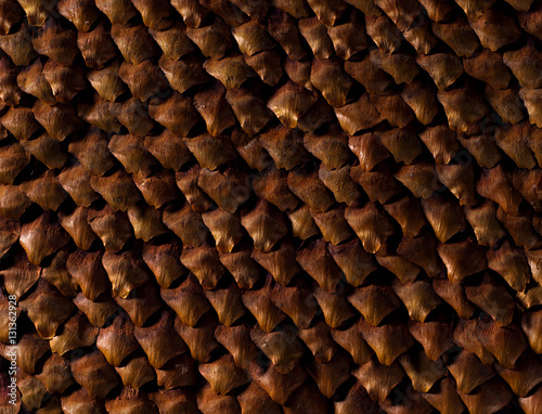 texture of closeup pinecone