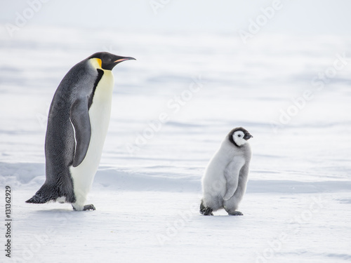 Emperor Penguins on the frozen Weddell Sea photo