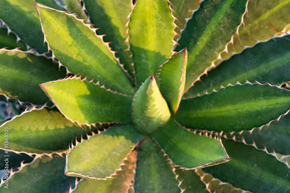 Green leaves thorn Green leaves thorn