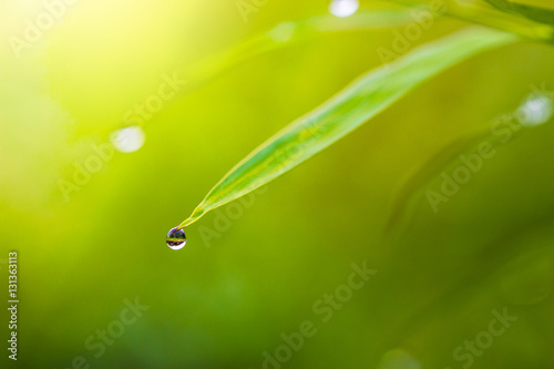 morning dew drops on leaves with morning flare light in background, selective focus on water drop