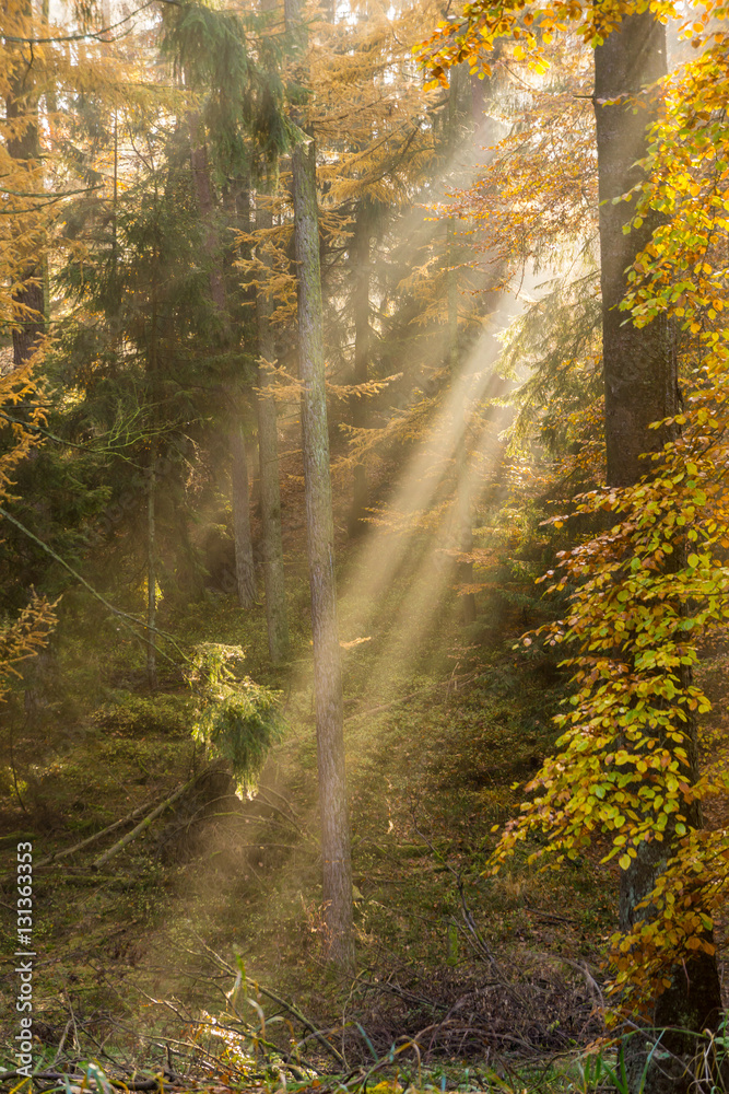 Fototapeta premium bunter Herbstwald mit Sonnenstrahlen