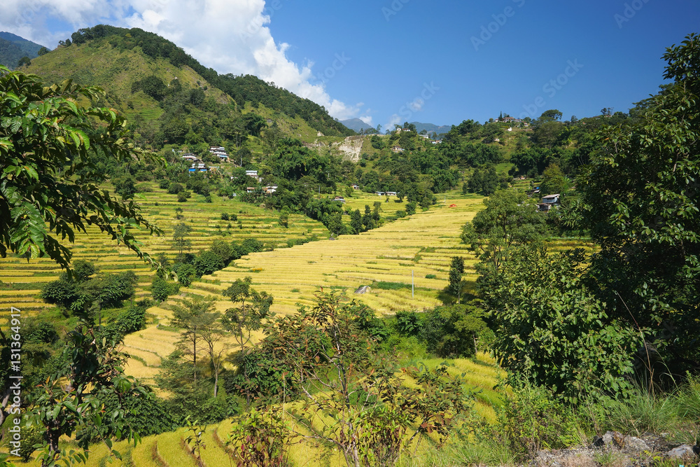 Obraz premium Beautiful landscape with blue sky, green hills and rice terraces around the local village on Annapurna Circuit Trek, in Annapurna Himal, Himalaya, Nepal, Asia. Nature view for postcard or calendar.