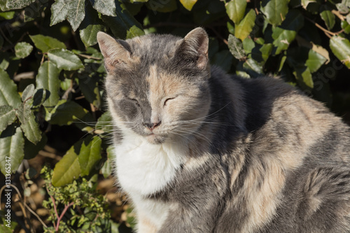 Fototapeta Naklejka Na Ścianę i Meble -  cute cat sleeping