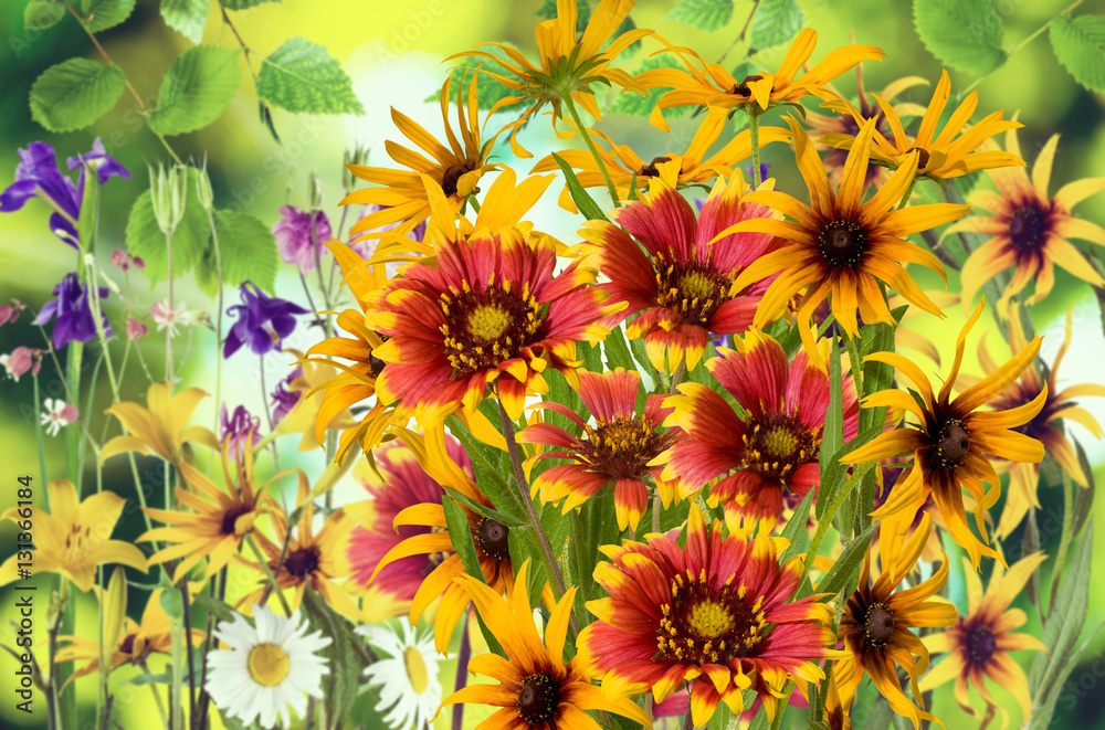 Image of flowers in the garden on a blurred background.