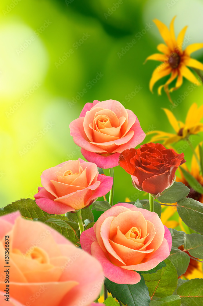 Fototapeta premium Beautiful flowers on a green background.