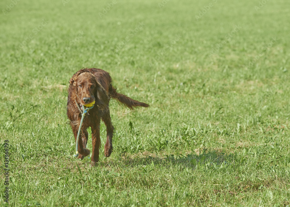 Red Irish Setter playing with ball