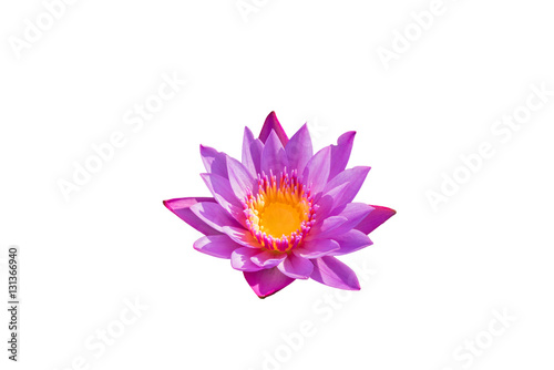Purple lotus on the isolated background