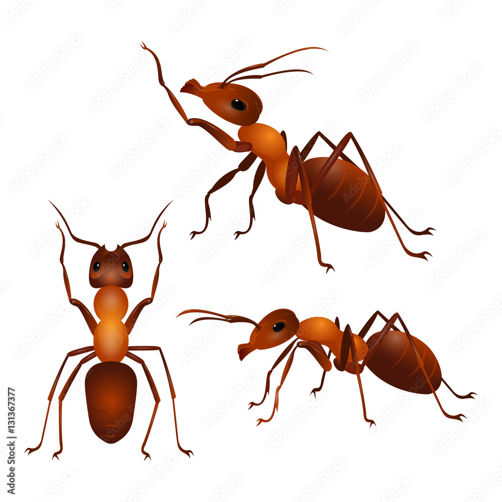 Set of ants with two antennas and six legs in different poses. Vector Stock  Vector | Adobe Stock