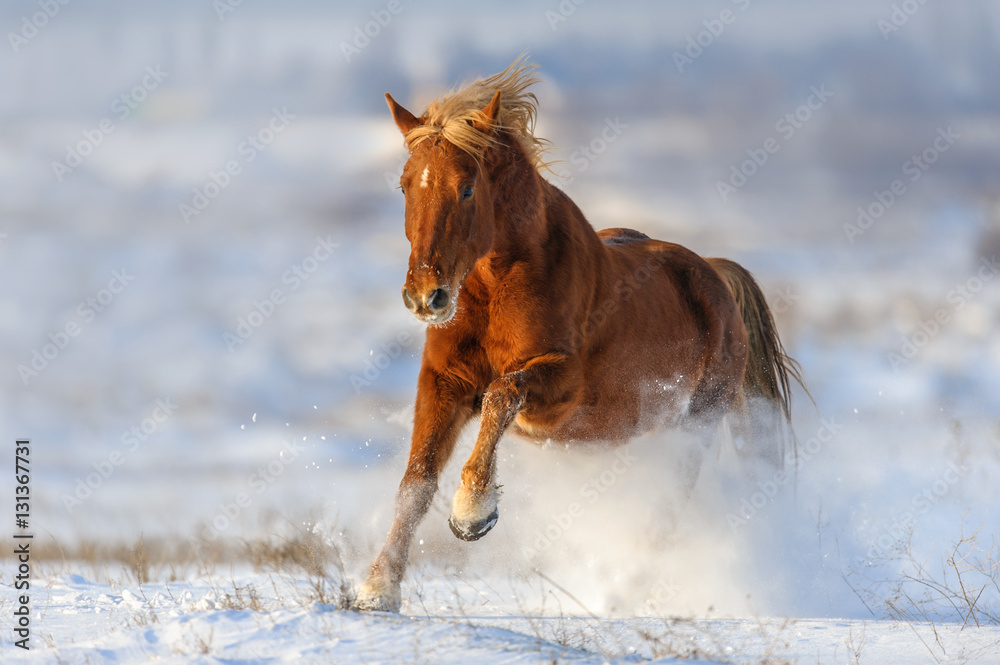 Beautiful red horse run gallop in frozy winter day Beautiful red horse run gallop in frozy winter day