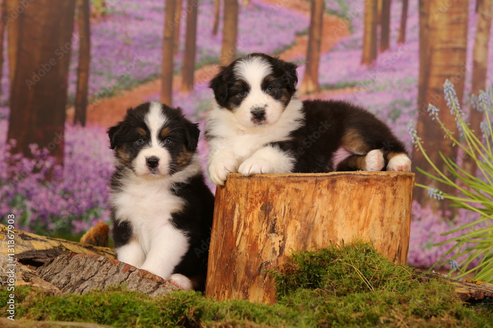Fototapeta premium Australian shepherd puppies with purple flowers background