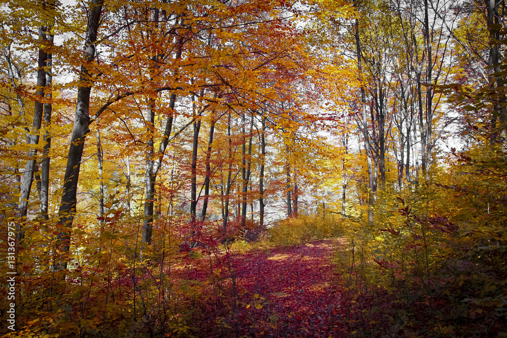 Fototapeta premium Morning in autumn forest