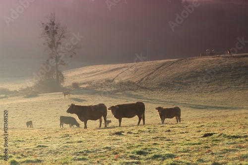 Vache dans la brume.