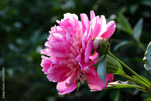 Fototapeta Naklejka Na Ścianę i Meble -  Romantic pink peonies in spring garden.
