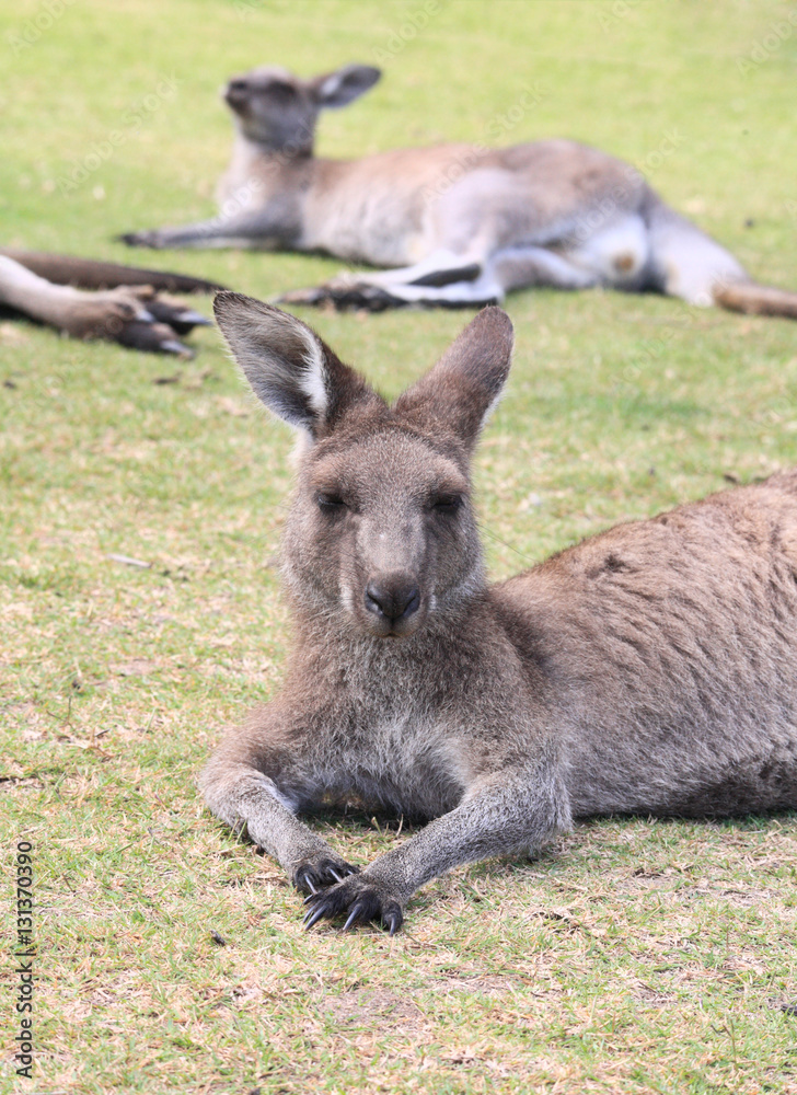 Kangaroos take a rest
