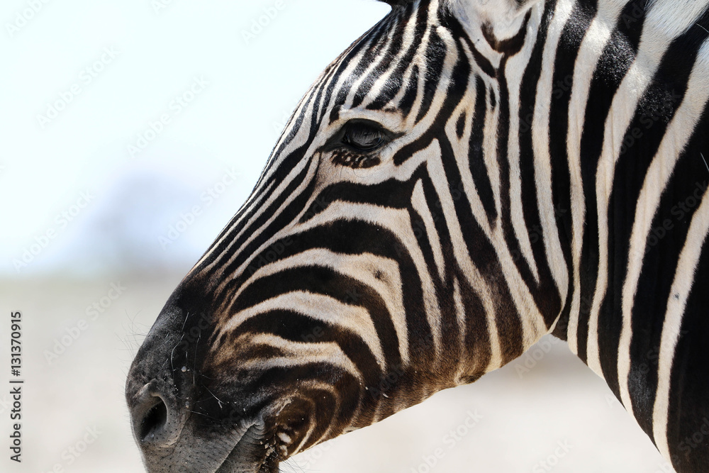 Naklejka premium Zebraportrait
