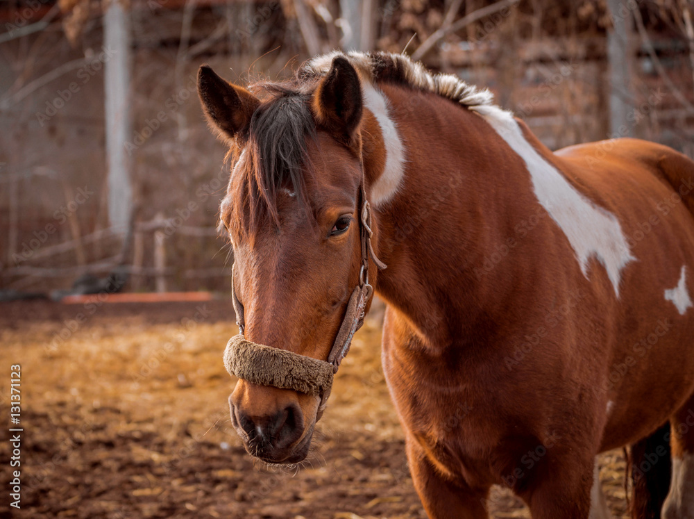 Beautiful piebald horse closeup in the walking open-air cage, nice sunny day. Horse walks on a pasture. Horse eating a hay at ranch summertime. Beautiful piebald horse closeup in the walking open-air cage, nice sunny day. Horse walks on a pasture. Horse eating a hay at ranch summertime.