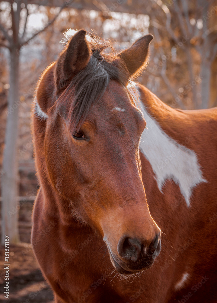 Beautiful piebald horse closeup in the walking open-air cage, nice sunny day. Horse walks on a pasture. Horse eating a hay at ranch summertime. Beautiful piebald horse closeup in the walking open-air cage, nice sunny day. Horse walks on a pasture. Horse eating a hay at ranch summertime.