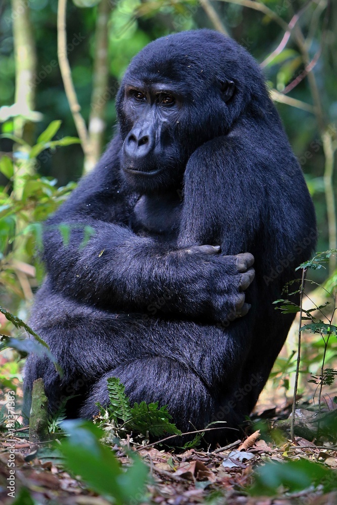 Endangered eastern gorilla in the beauty of african jungle, silverback and family, Gorilla beringei, Democratic Republic of Congo, rare african wildlife Endangered eastern gorilla in the beauty of african jungle, silverback and family, Gorilla beringei, Democratic Republic of Congo, rare african wildlife