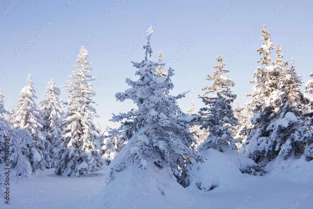 Winter forest. Snow covered spruces. Winter forest. Snow covered spruces.