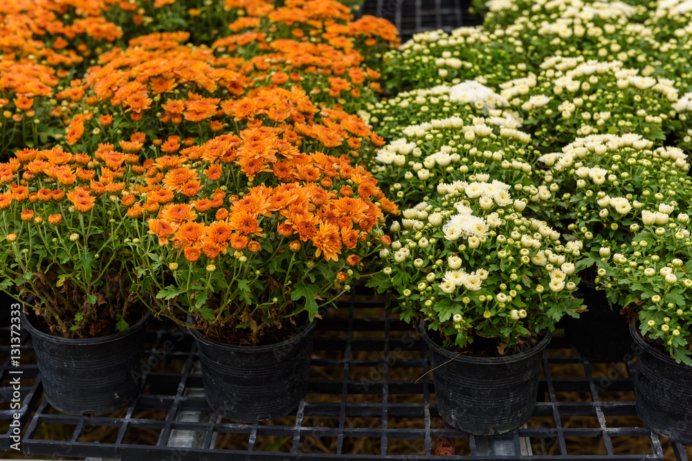 Naklejka premium Colorful Zinnia Flower