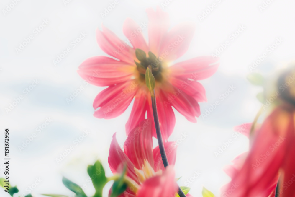 Red dahlia in blur Red dahlia in blur