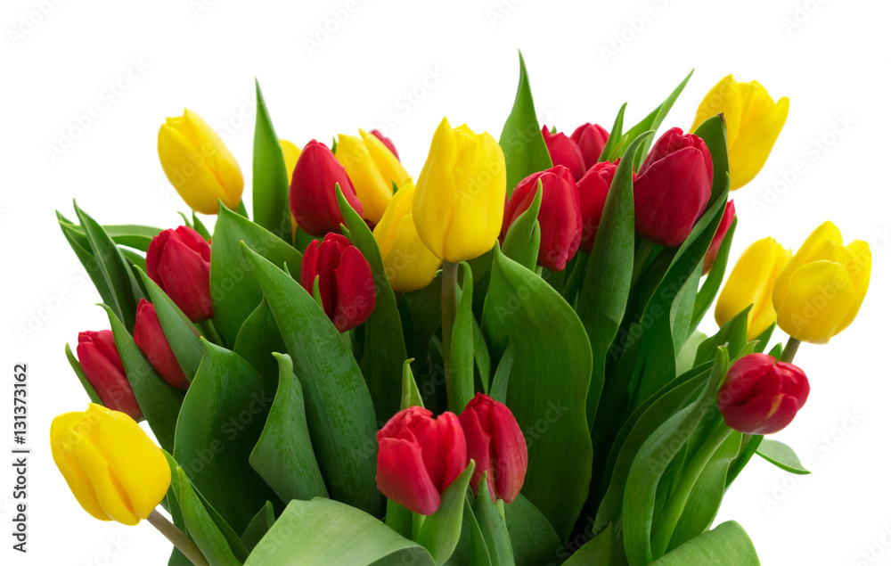 Obraz premium bunch of fresh yellow and red tulip flowers with green leaves close up isolated on white background
