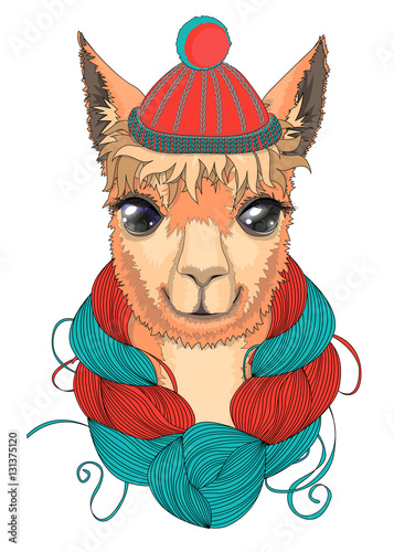 Lama in a knitted hat. Vector illustration. Portrait of llamas in a knitted hat with a pompon and with a skein of wool on the neck.