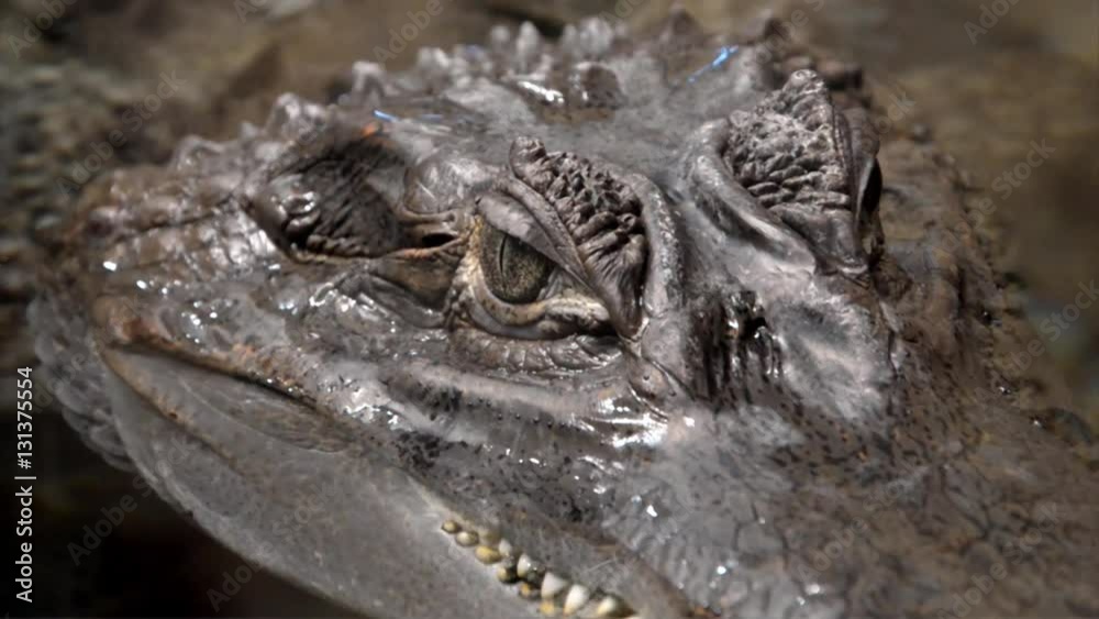 Spectacled caiman in an aquarium close up shot Spectacled caiman in an aquarium close up shot