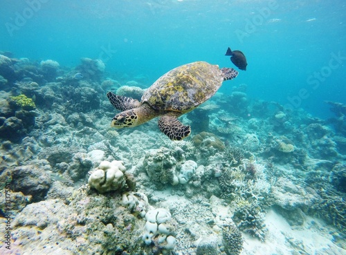 Turtle floating above the Coral Reef, Maafushivaru, Maldives