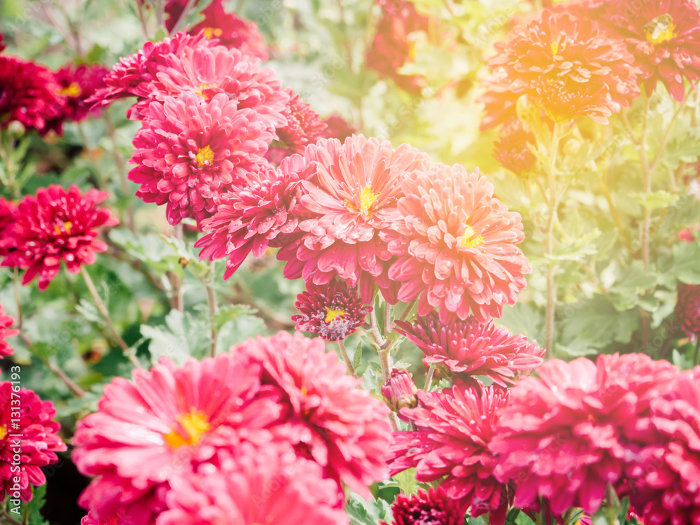 Abstract blur and soft red Chrysanthemum bed flower for background Abstract blur and soft red Chrysanthemum bed flower for background