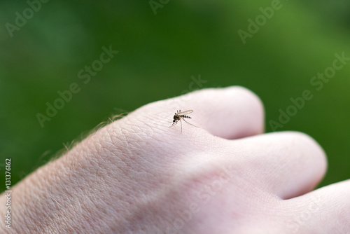 Mosquito on hand. 