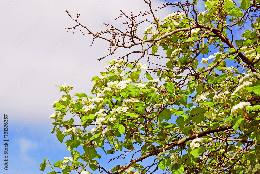 Green plants in a summer garden. Russian nature. Color photo taken at Moscow city public park.