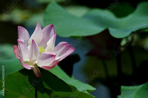 pink lotus