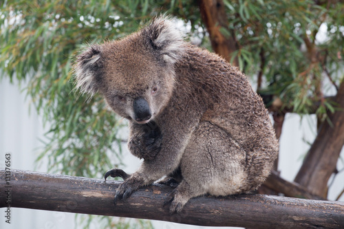 Koala sitting in eucalyptus tree  lifting nail  frontal view with eye contact
