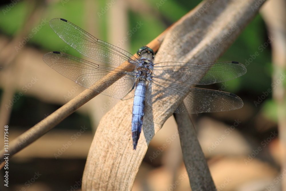 Dragonfly Dragonfly