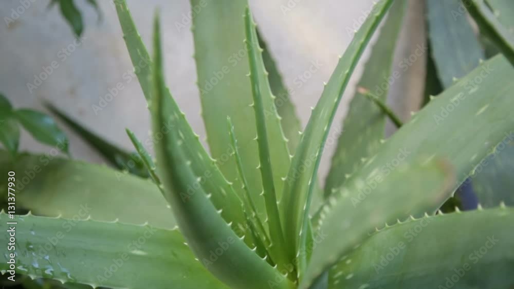 Aloe Vera pianta