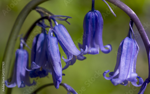 Macro of bluebells in spring, Malvern Hills, Worcestershire, UK