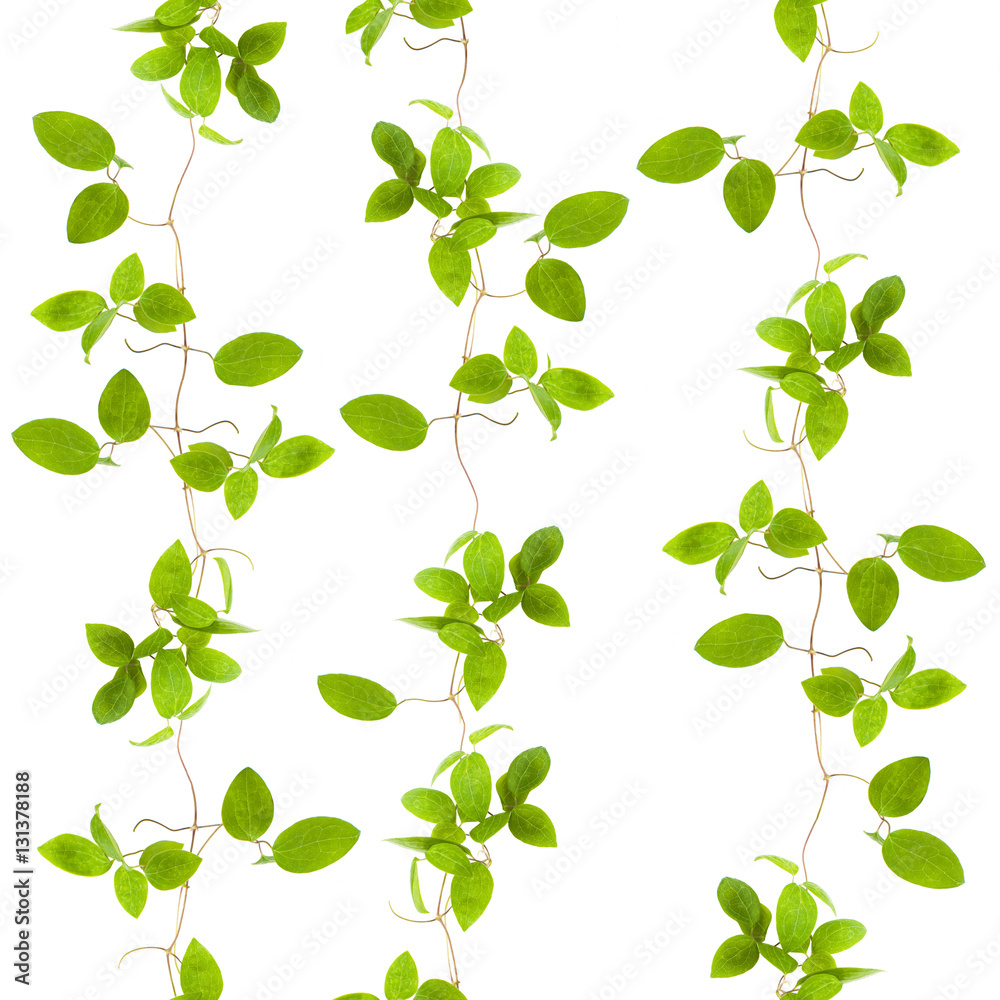 Fototapeta premium green leaves, seamless background