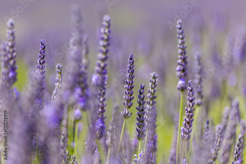 Fototapeta Naklejka Na Ścianę i Meble -  Macro of lavender, Cotswolds, UK.