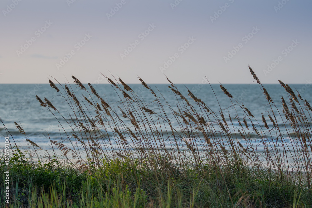 Fototapeta premium Sea Oats Blowing in the Wind