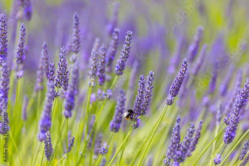 Fototapeta Naklejka Na Ścianę i Meble -  Macro of red-tailed bumblebee on lavender, Cotswolds, UK.