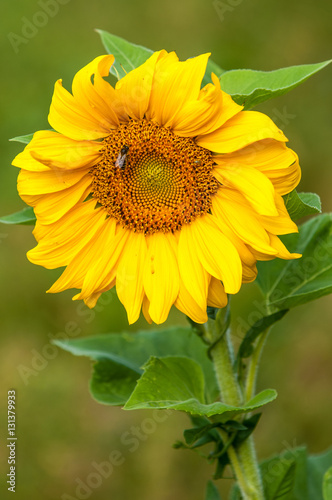 sunflower, helianthus photo