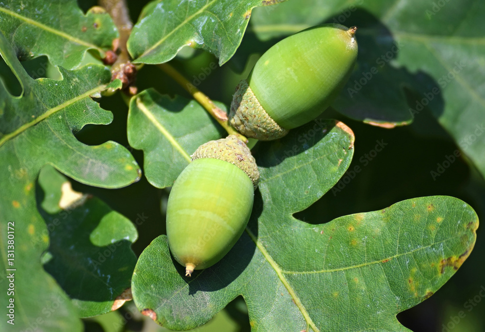 Obraz premium Acorns of the oak tree in summer