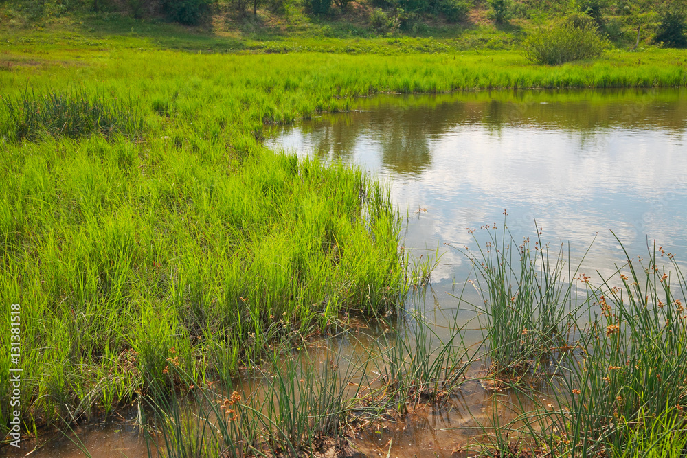 Obraz premium Reeds in the water